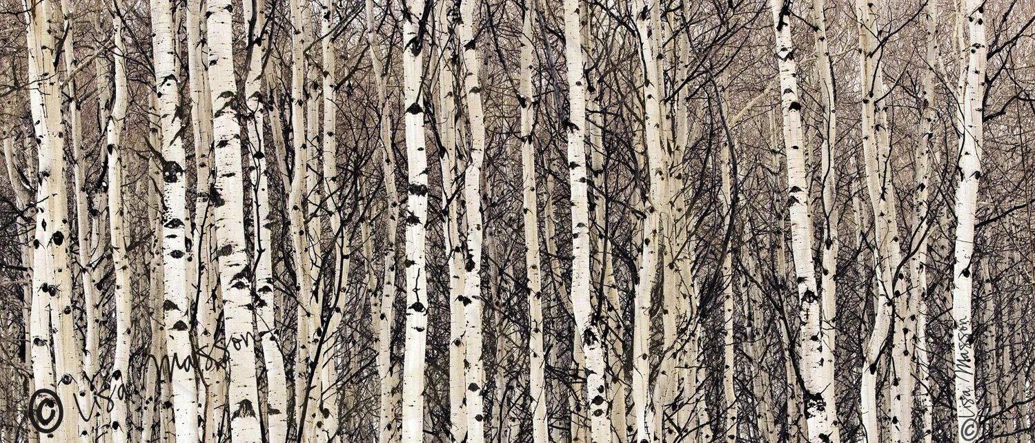Aspen Grove 5640, sepia.jpg