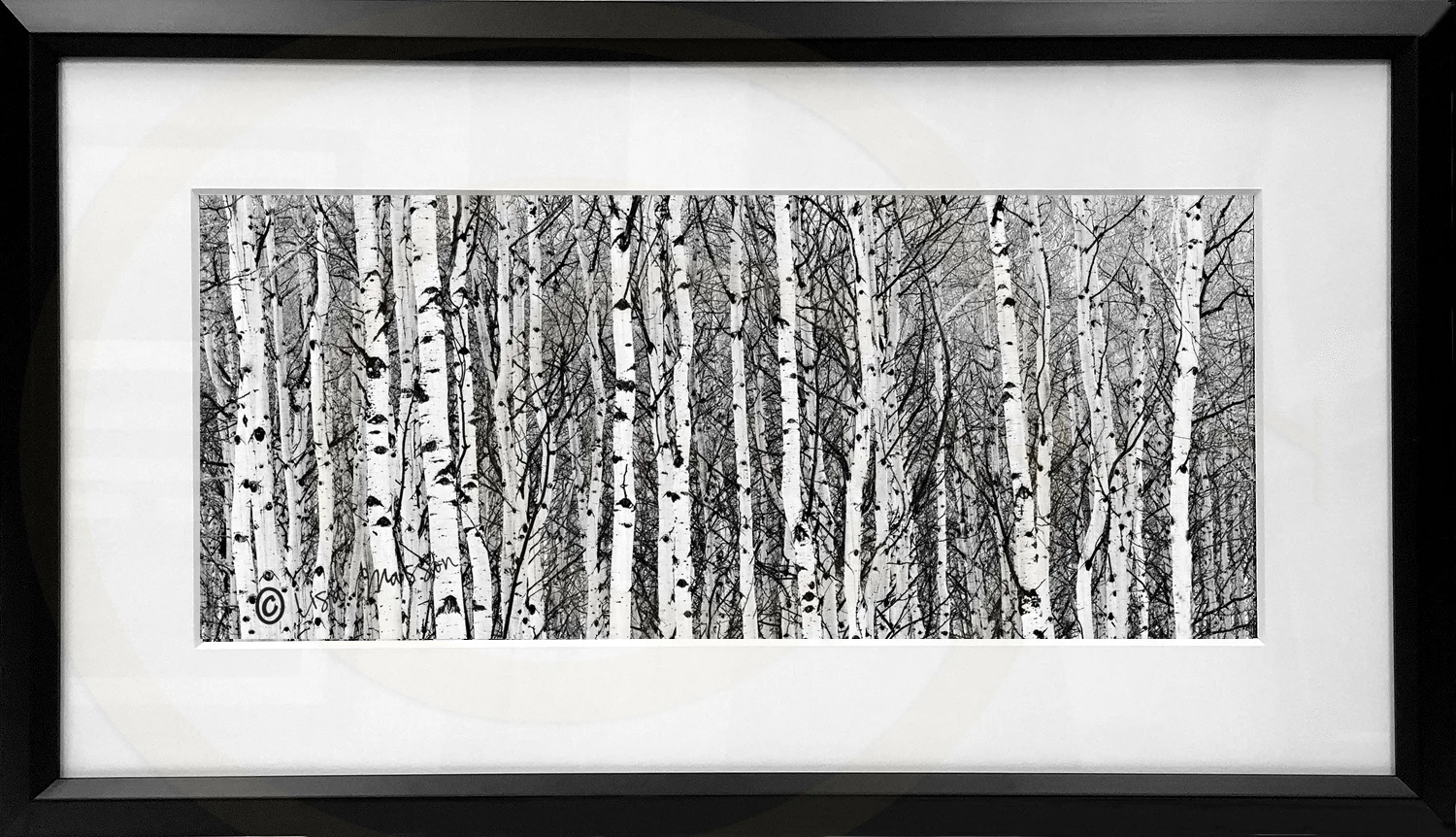 Aspen Grove B&W 5640 Framed.jpg