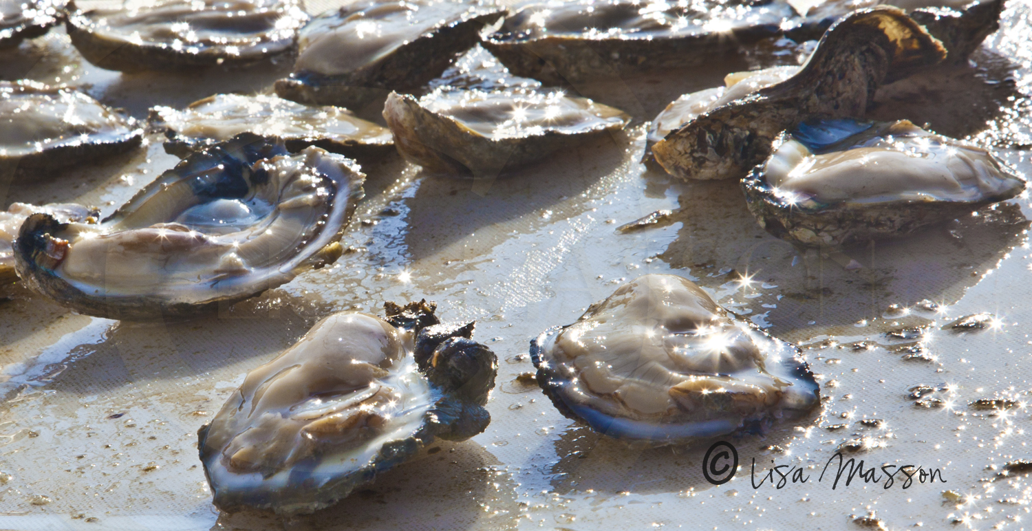 Eastport AMM Sock Burn Oyster Roast 6261.jpg