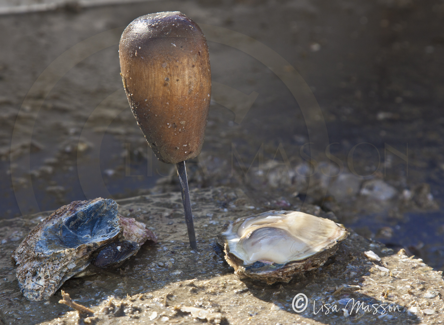 Eastport AMM Sock Burn Oyster Roast 6277.jpg