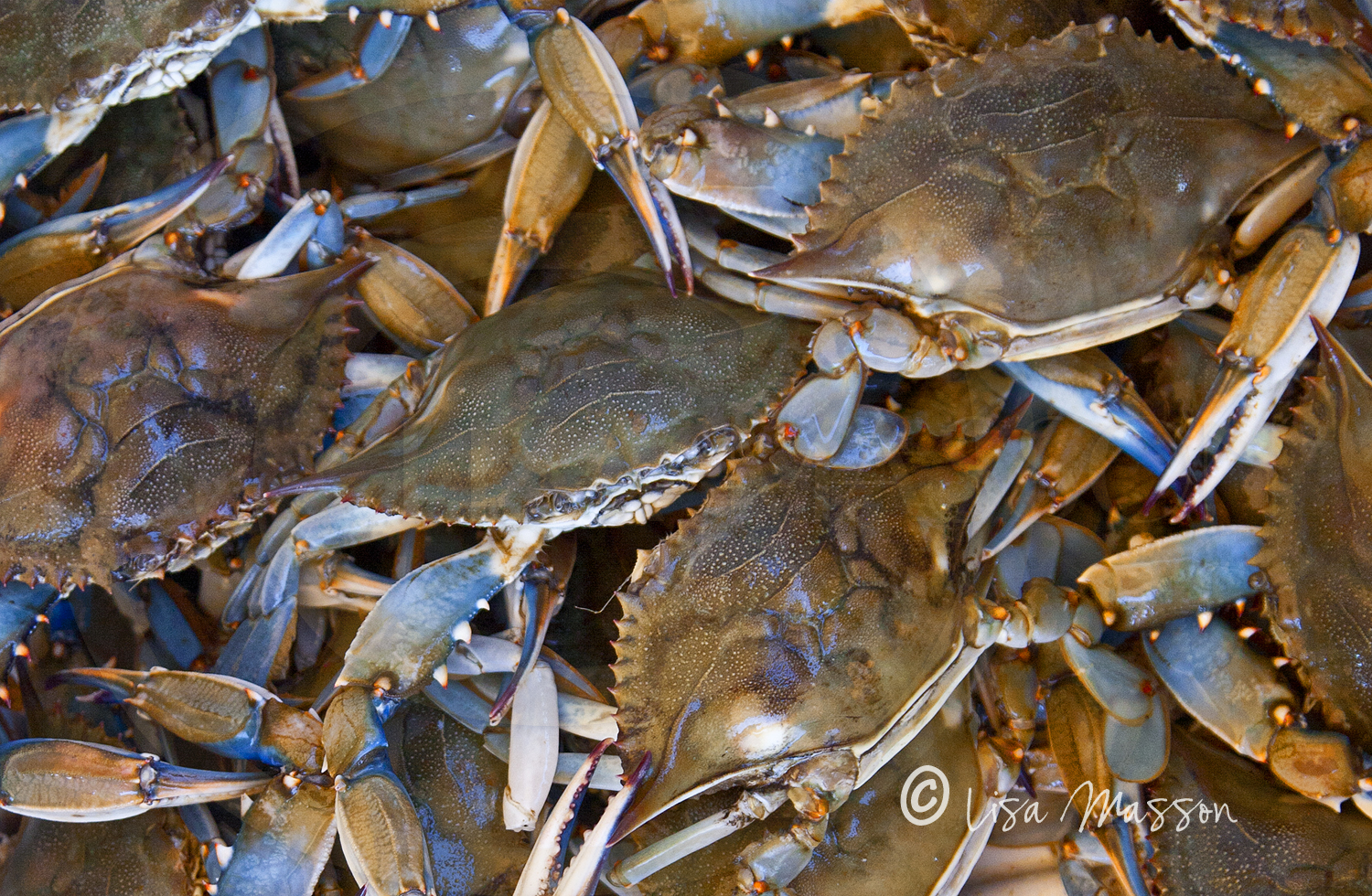 Seafood Fest Crab Close 6667 .jpg