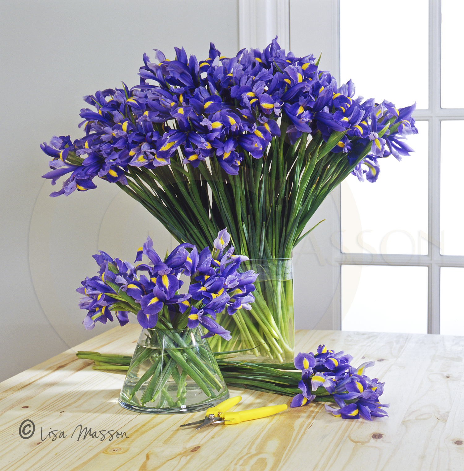 Purple Iris's©.jpg