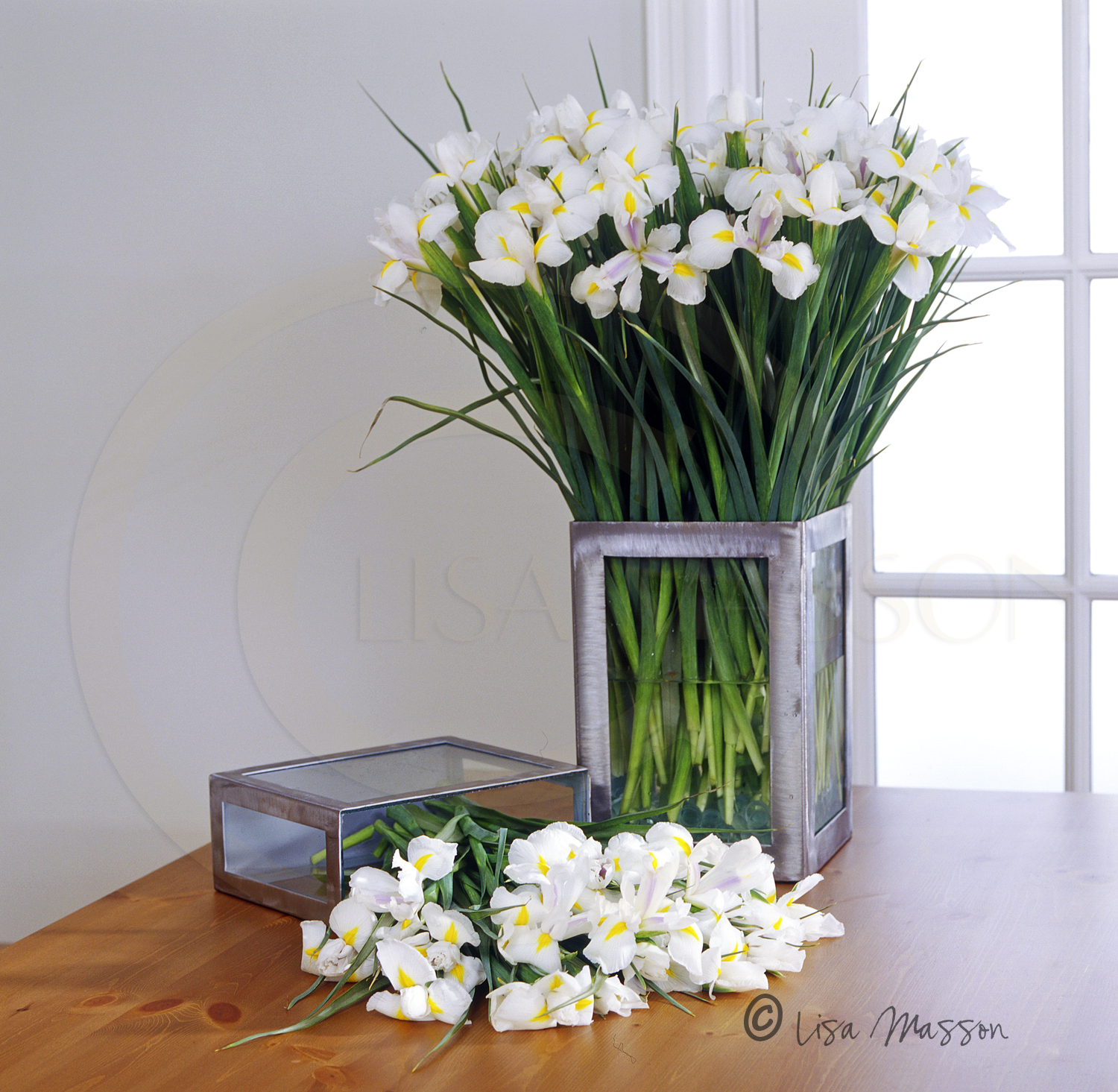 White Iris's ©.jpg