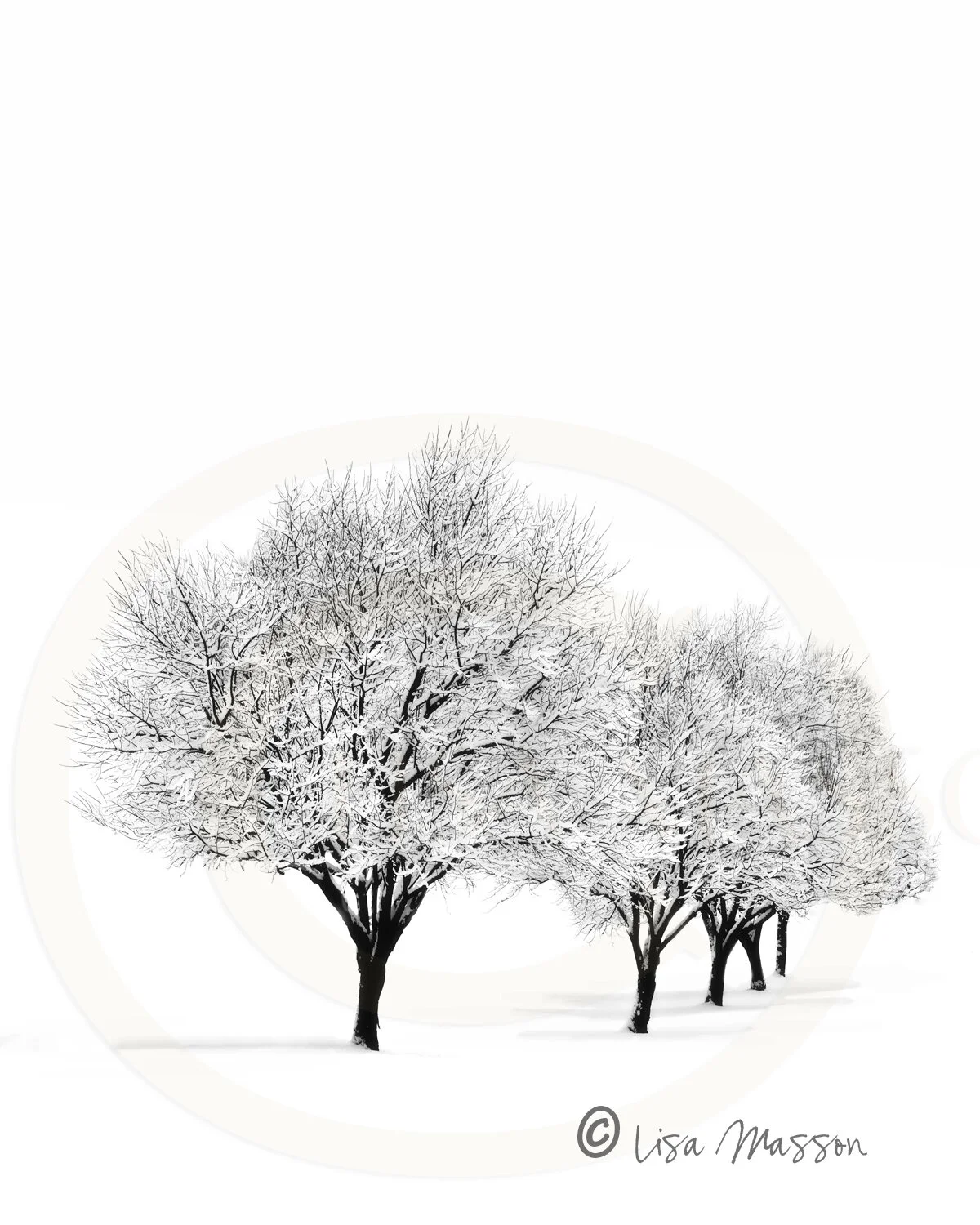 Snow Trees 9678v© .jpg