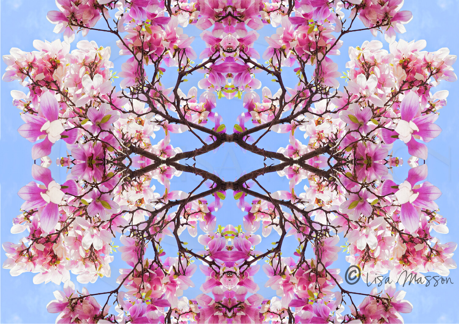 Japanese Saucer Magnolia Kaleidoscope