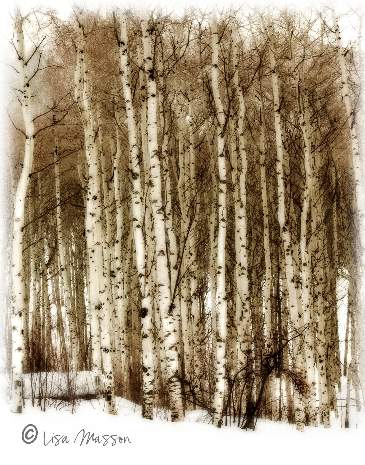Aspen Grove 1-5641a .jpg