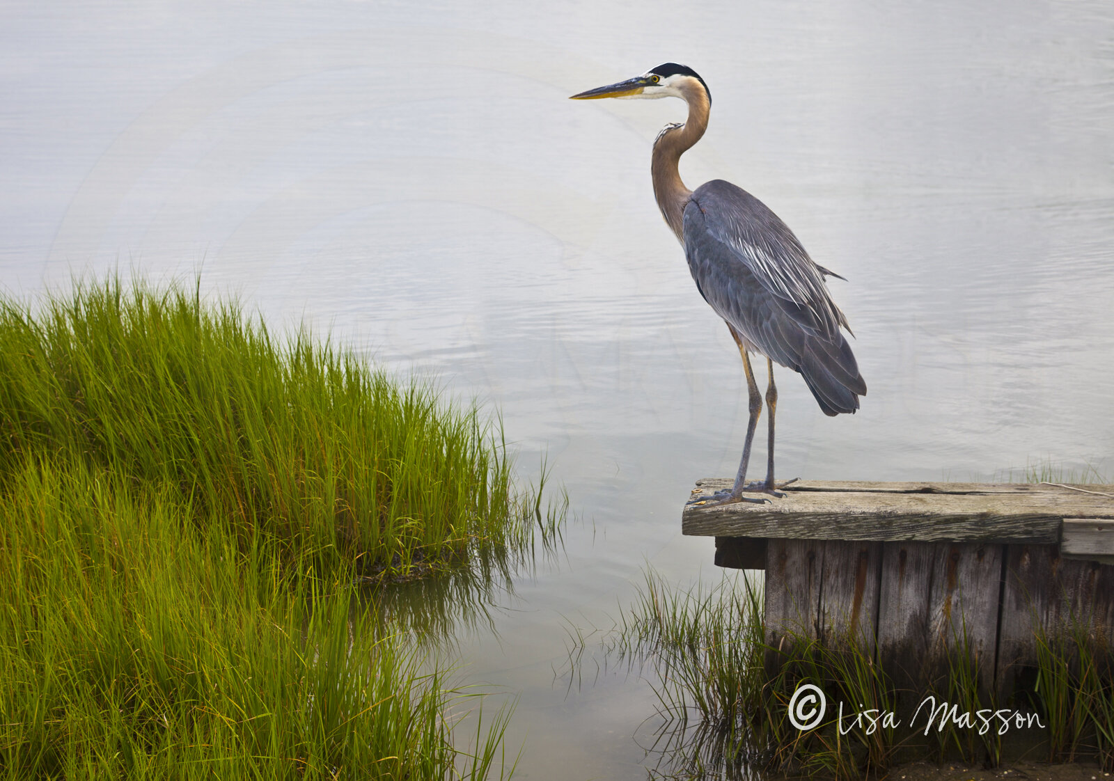 Marsh's Edge Heron 2600