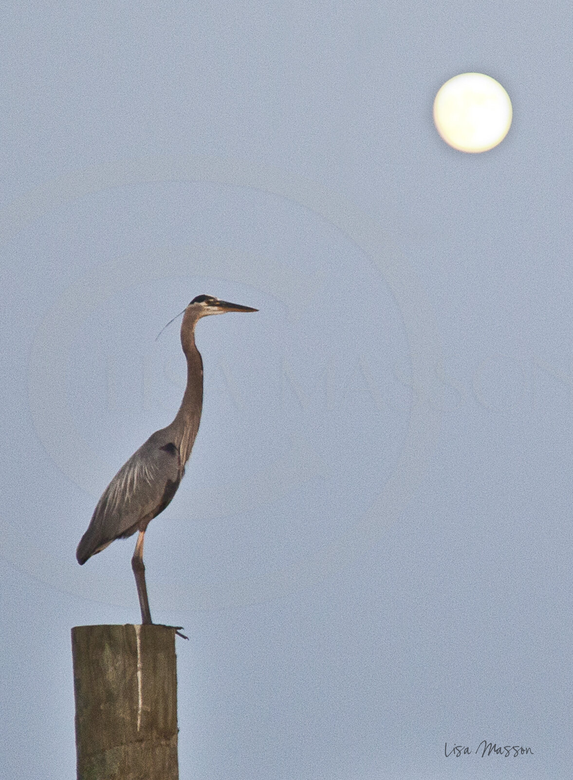 Moon over Spa Creek Heron 1133