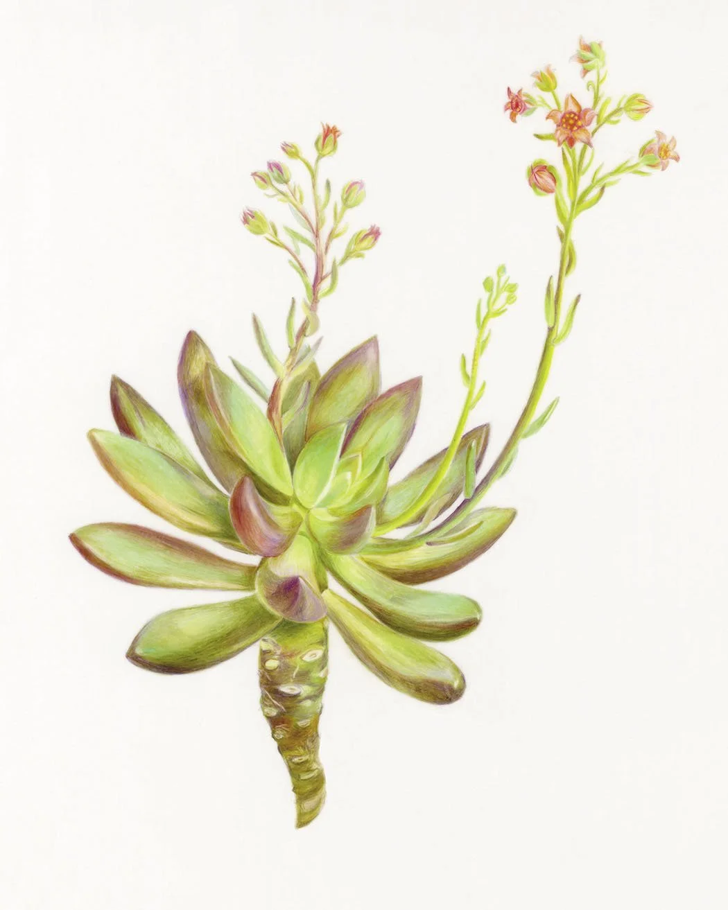 Planty-7x9ish-150dpi-rgb.jpg