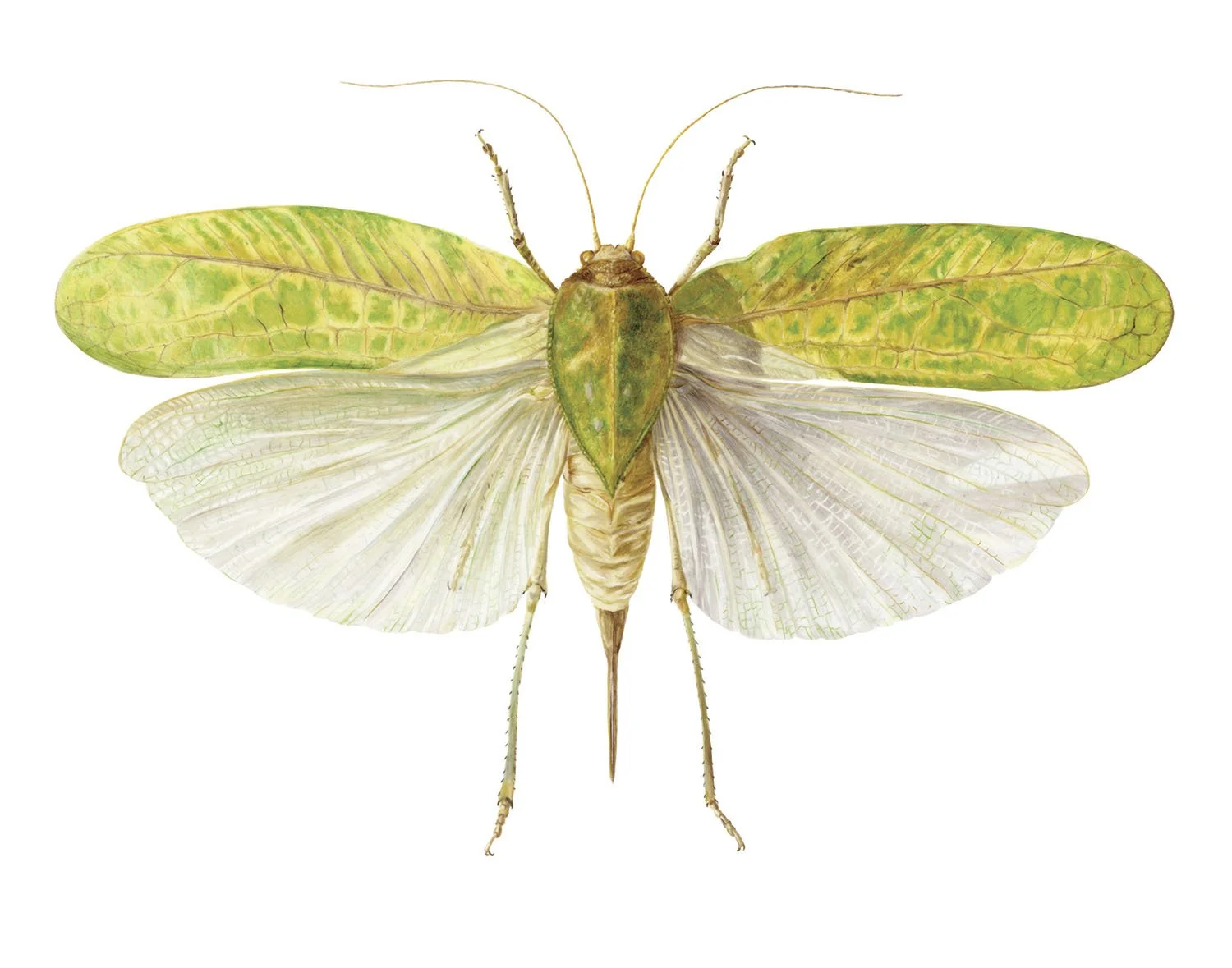 Katydid-11x14-150dpi-finalprint-RGB.jpg