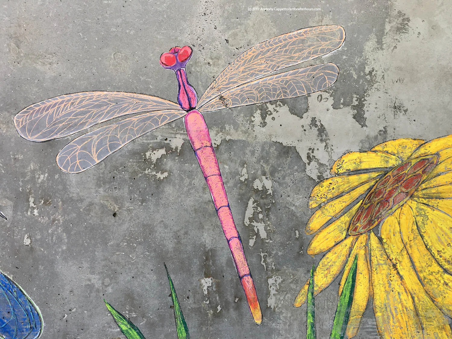 Pink dragon fly...