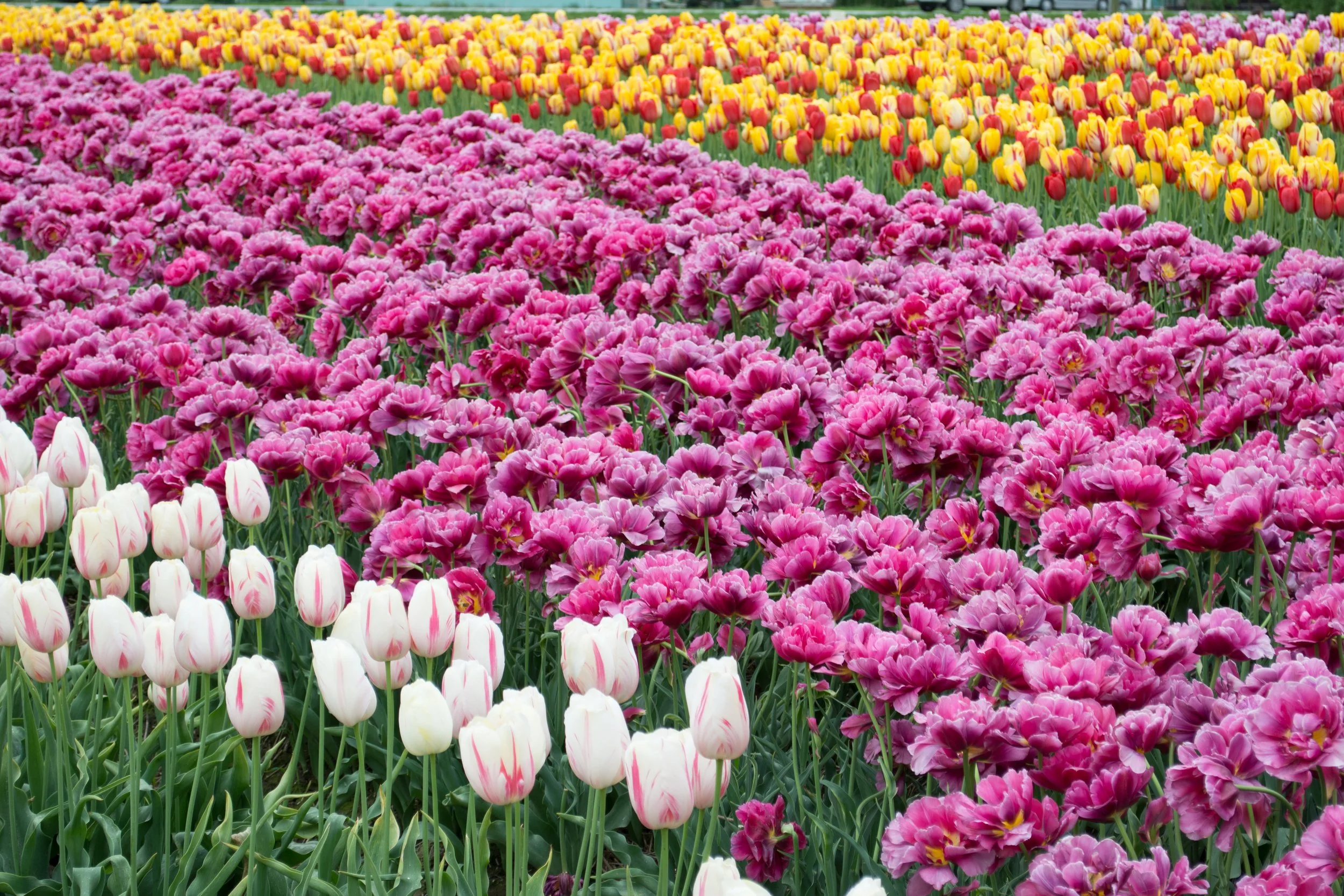 spring tulips.jpg