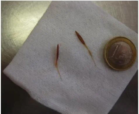 Conseils Un Oeil Qui Pleure Les Epillets Dmvets Veterinaires