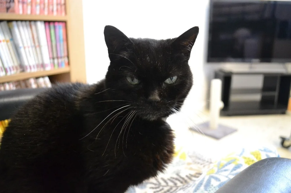 Conseils Giardia Un Parasite Tres Sympa Dmvets Veterinaires