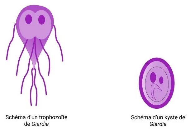 Schéma.jpg