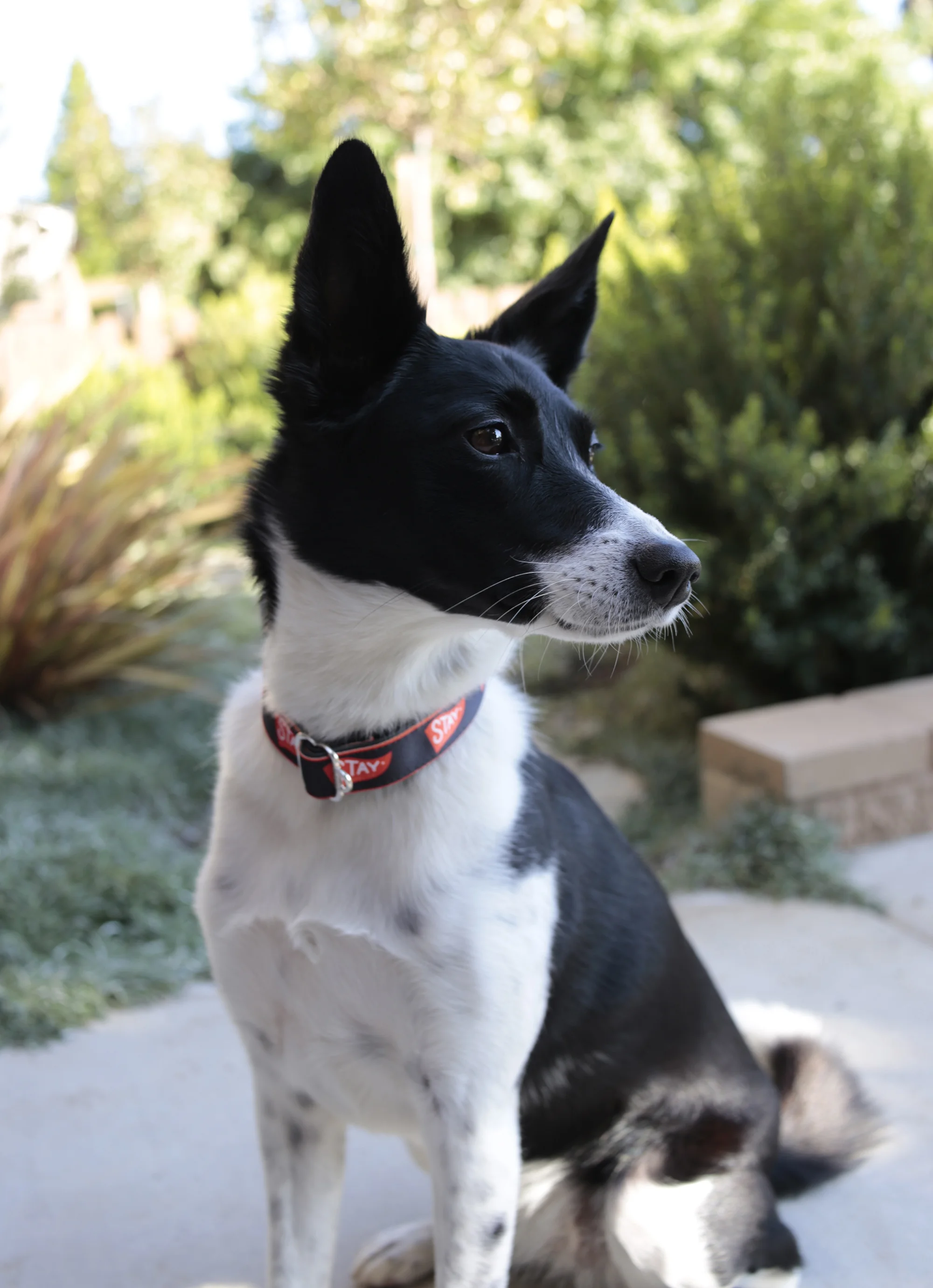 Collar_Jovie_01.jpg