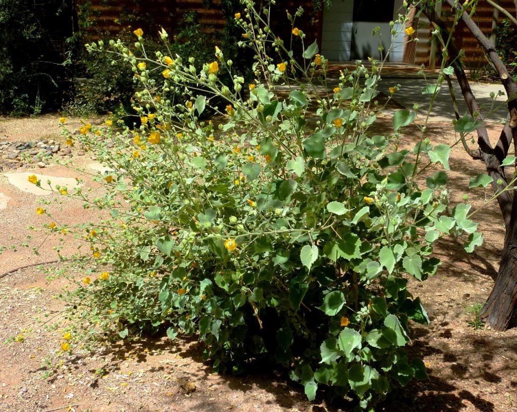 Image credit: http://www.public.asu.edu/~camartin/plants/Plant%20html%20files/Abutilon%20palmeri.jpg