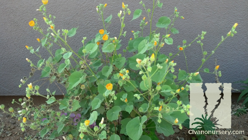 Image Credit: Civano Nursery