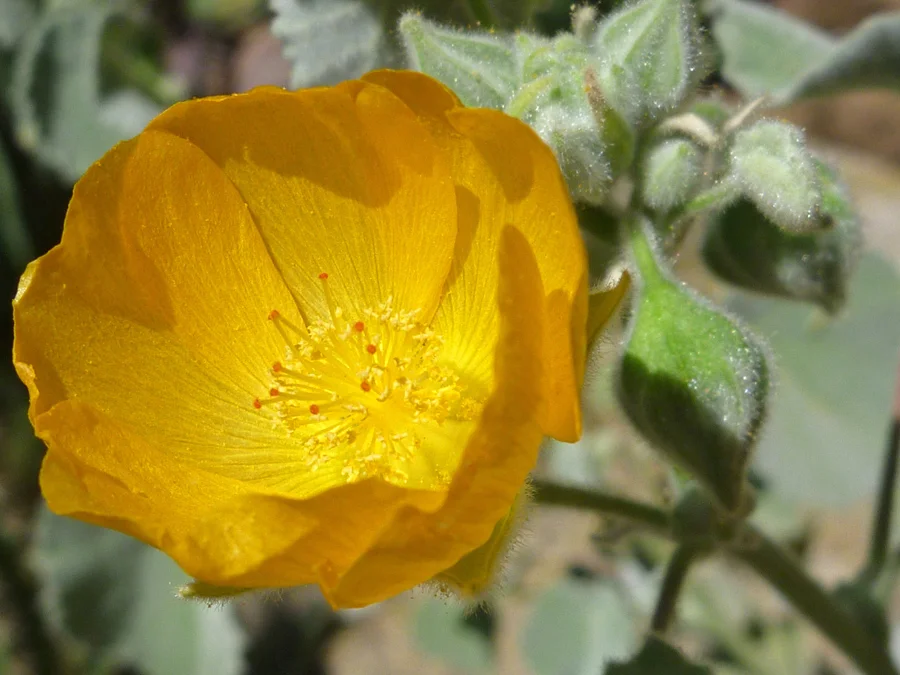 Photo credit: http://www.americansouthwest.net/plants/wildflowers/abutilon-palmeri.html
