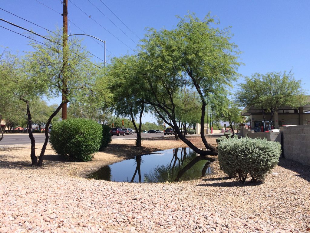 A basin captures rainwater from the surrounding landscape, which is enjoyed by these trees and shrubs. The more rainwater we are able to use, the less we have to rely on irrigation.
