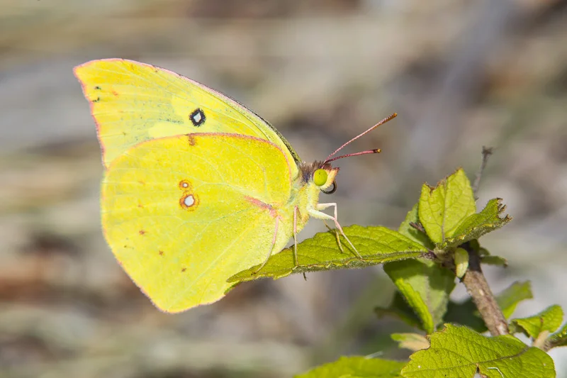 Source: Greg Lasley Nature Photography