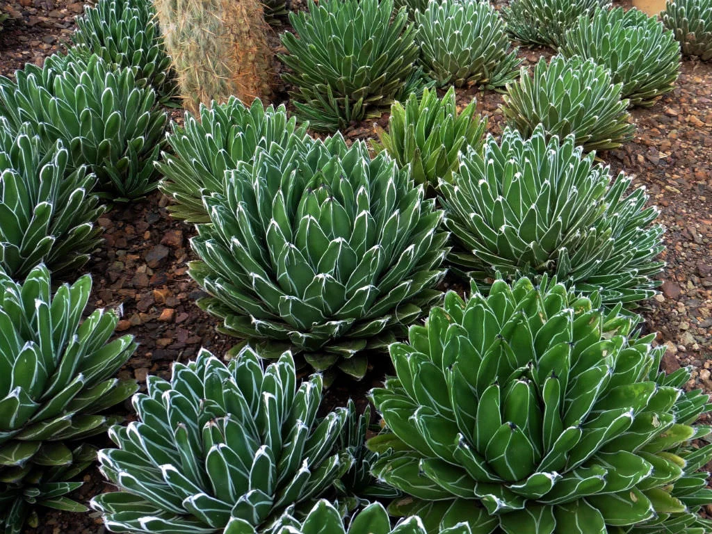 QUEEN VICTORIA AGAVE | worldofsucculents.com