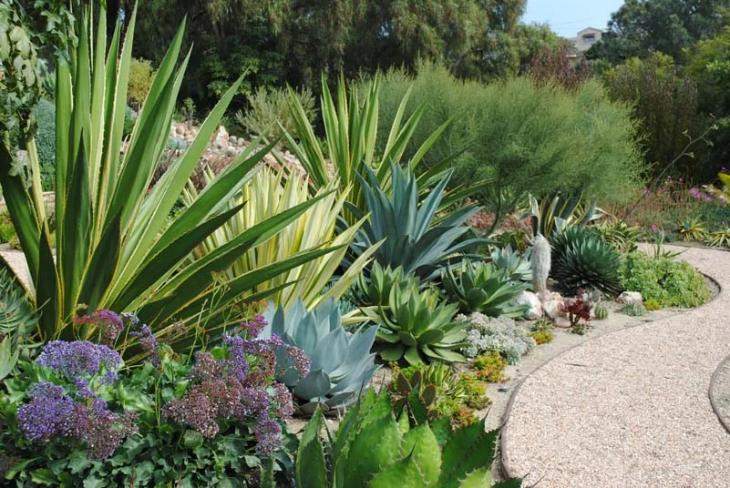 AGAVE GARDEN | harmonyinthegarden.com