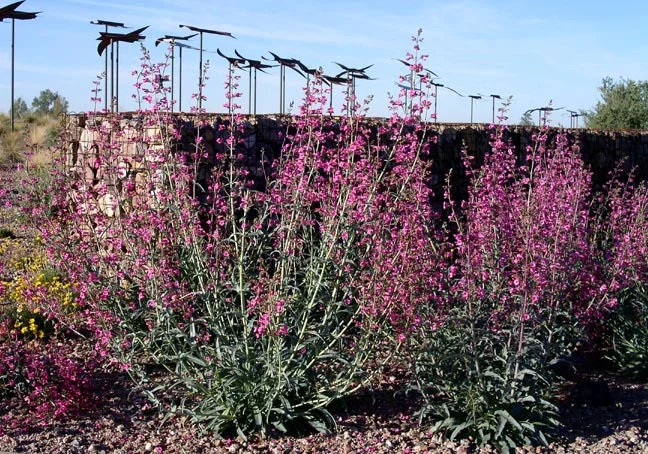 Parry's Penstemon