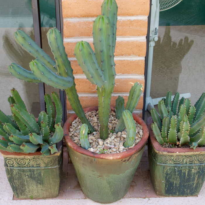 patio-pots-desert-01.jpg