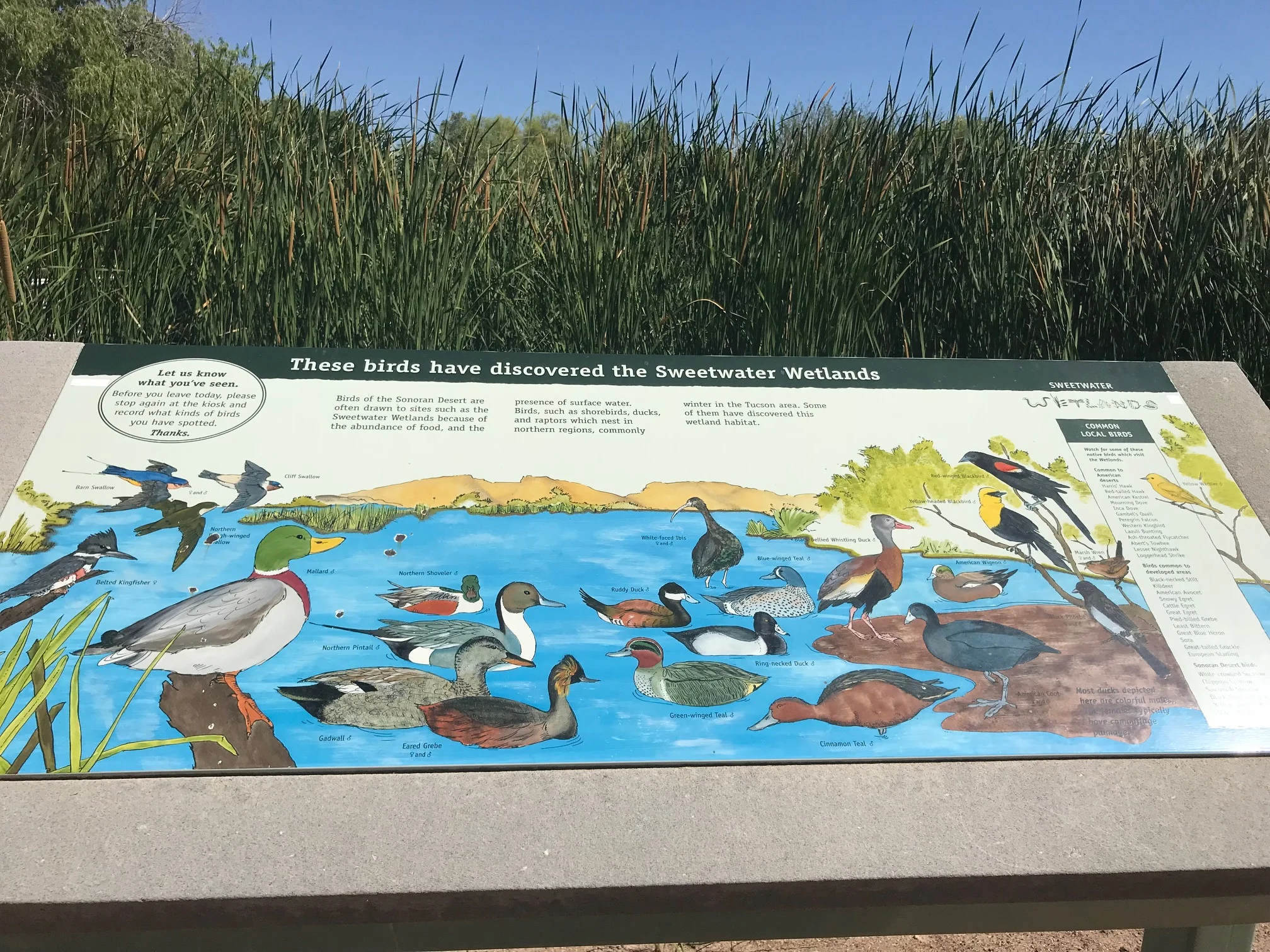 Lots of Red-Winged Blackbirds joined the party and there was even a Cormorant flyby!