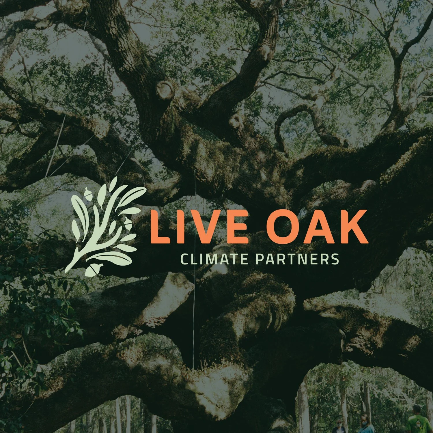 live-oak-climate-partners-intro-image.jpg