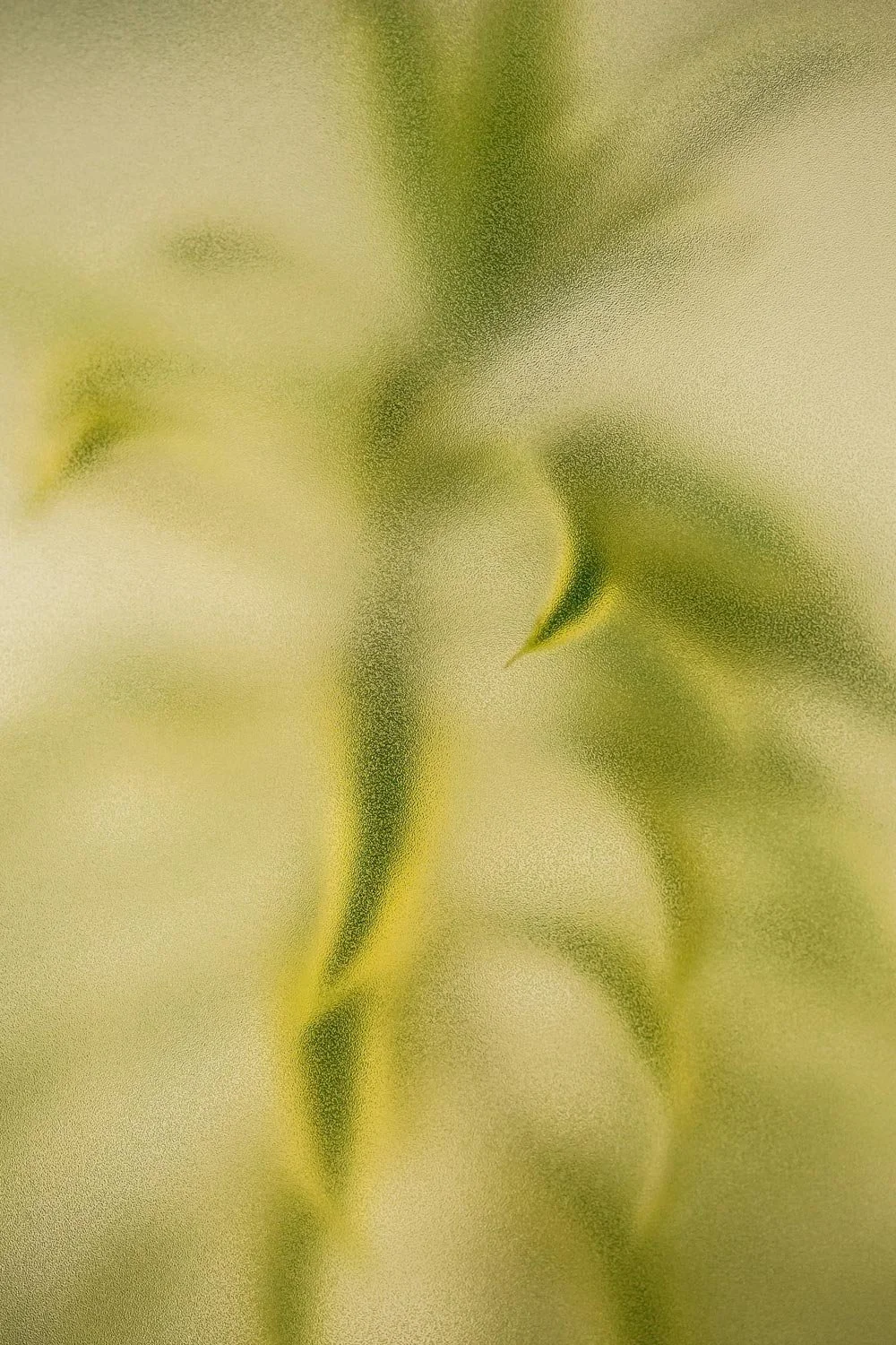 Close-up of a green, spiky plant with blurred background.