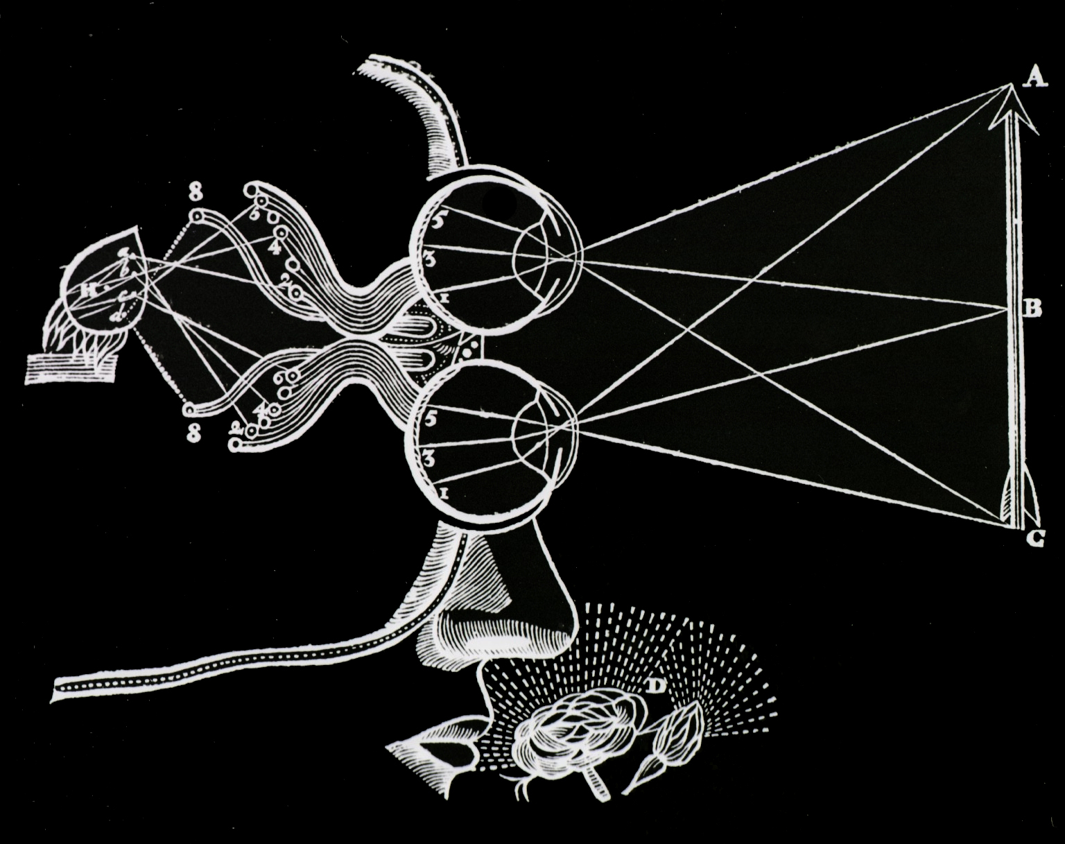 Medical-Diagram-Descartes-Vision-and-visual-perception.jpg
