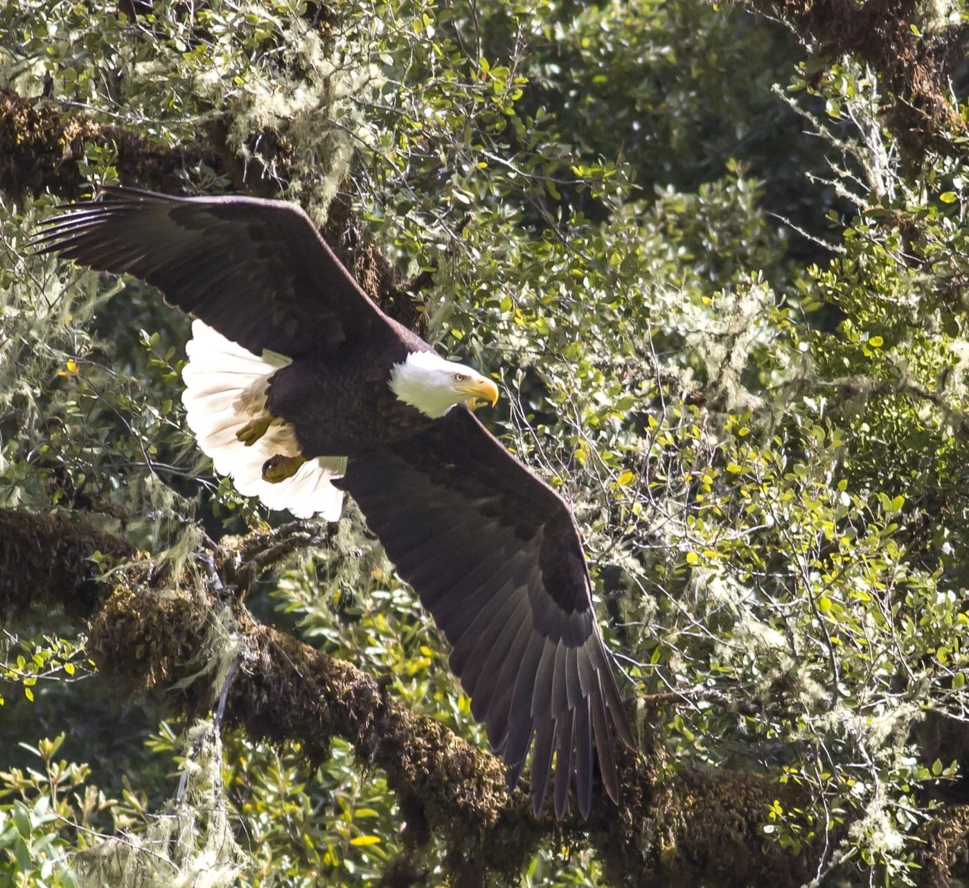 rogue-river-bald-eagle-min.jpg