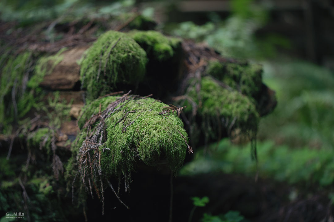 I loved how the moss looked in this lighting.