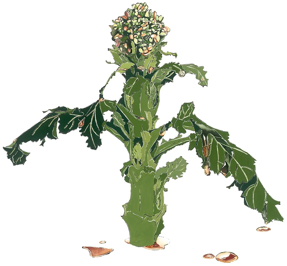 thumb_Broccoli_1024.jpg
