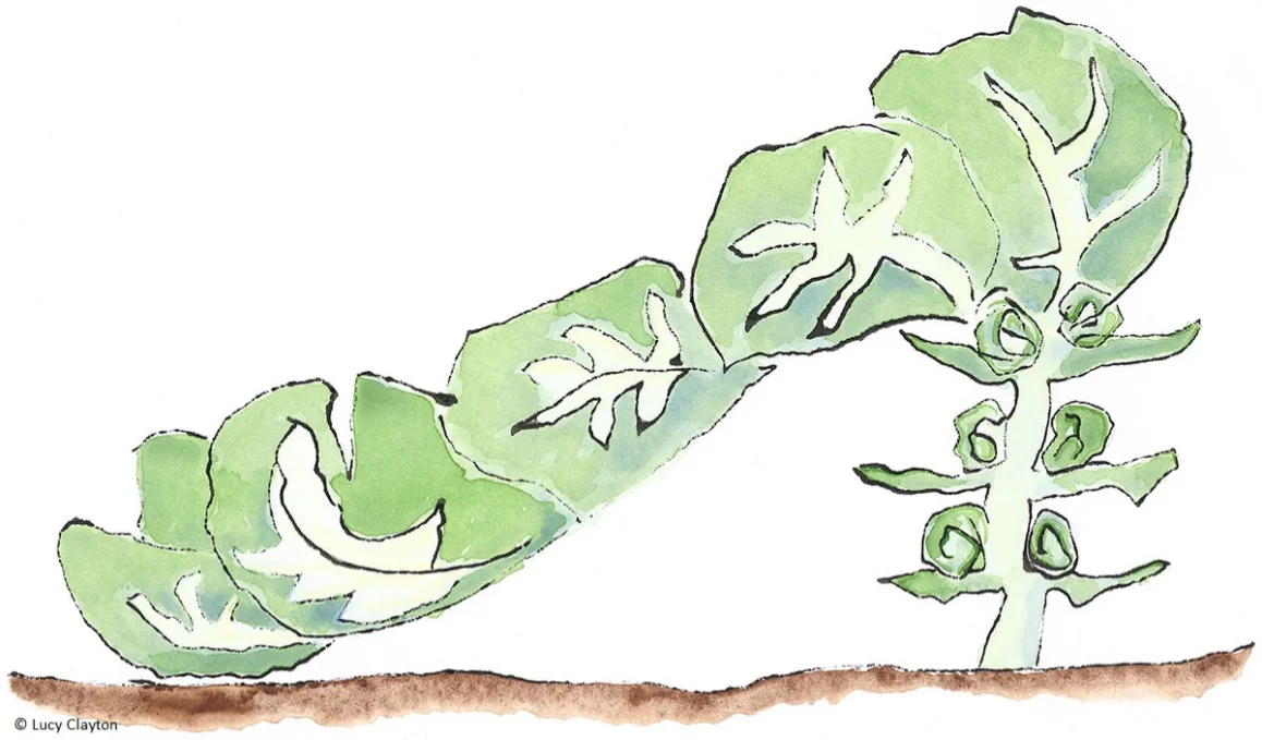 Brussels Sprout Shoe