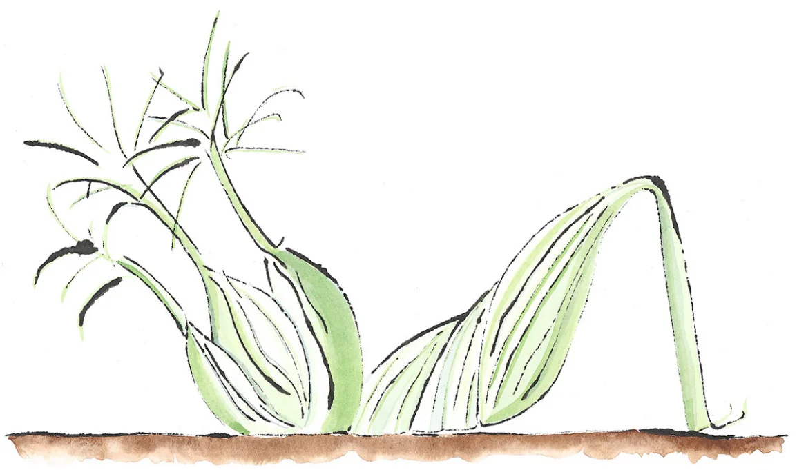 Fennel Shoe