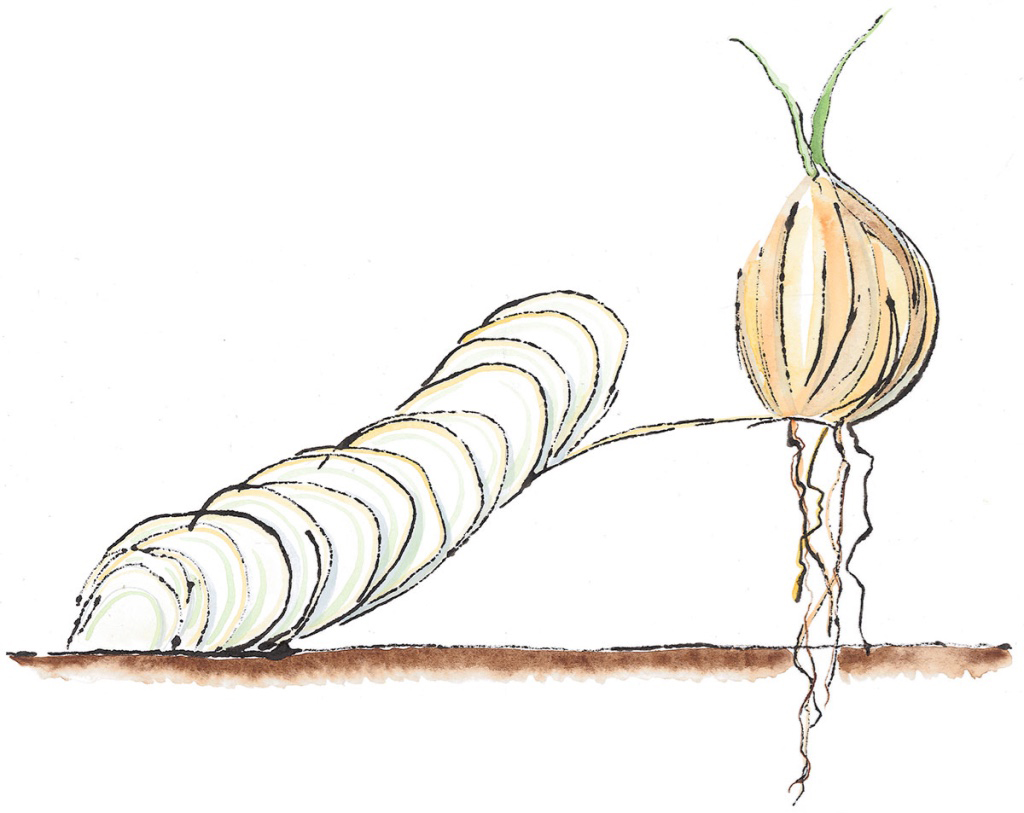 Onion Shoe