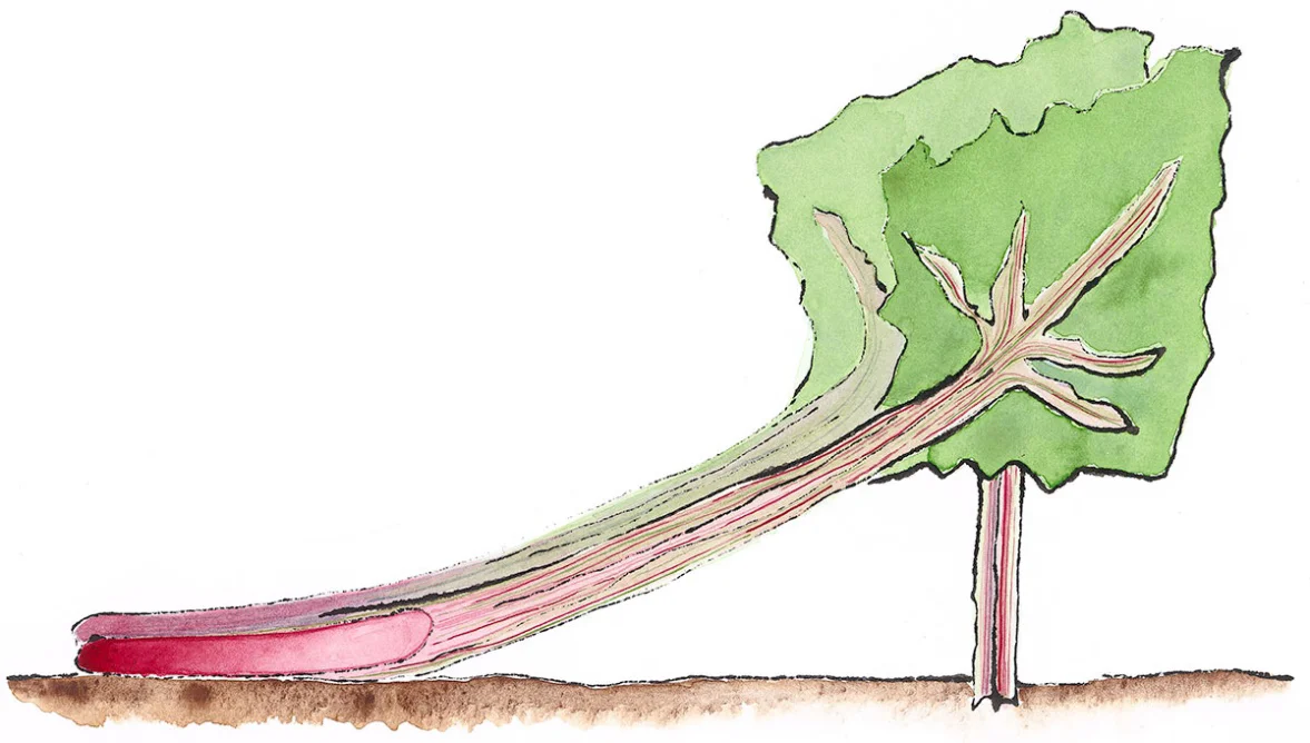 Rhubarb Shoe