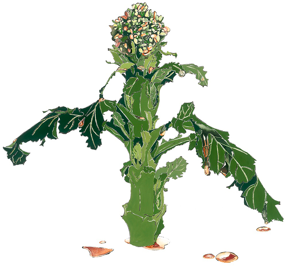 Broccoli-Giclee-Print-of--Blotted-Line-+-Mixed-Media-Watercolour-+-Ink-Painting-Drawing-Illustration-Art-Poetry-Vegetable-Dish-of-Broccoli-David-Hensley-Food-Poem-Kitchen-Decor-Garden-Green.jpg