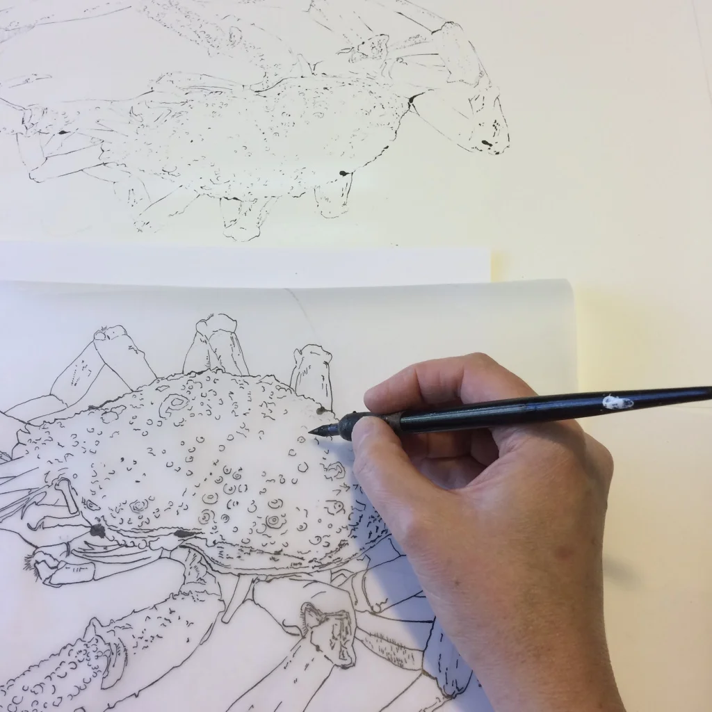Drawing on the reverse of the tracing with a dip pen & ink