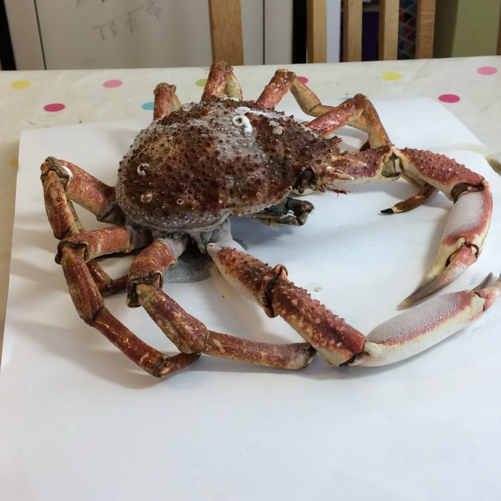 Defrosting Spider Crab