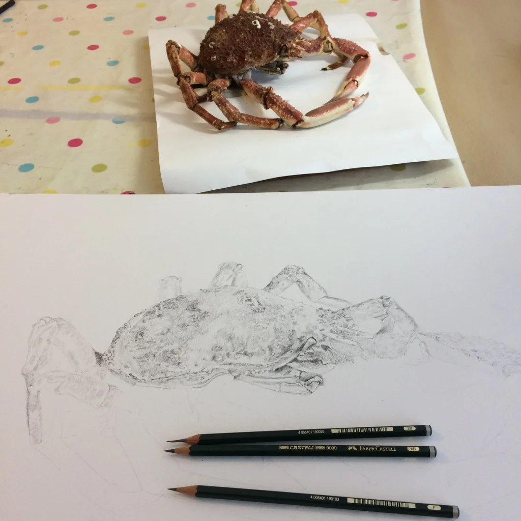 Adding tone to drawing of Spider Crab