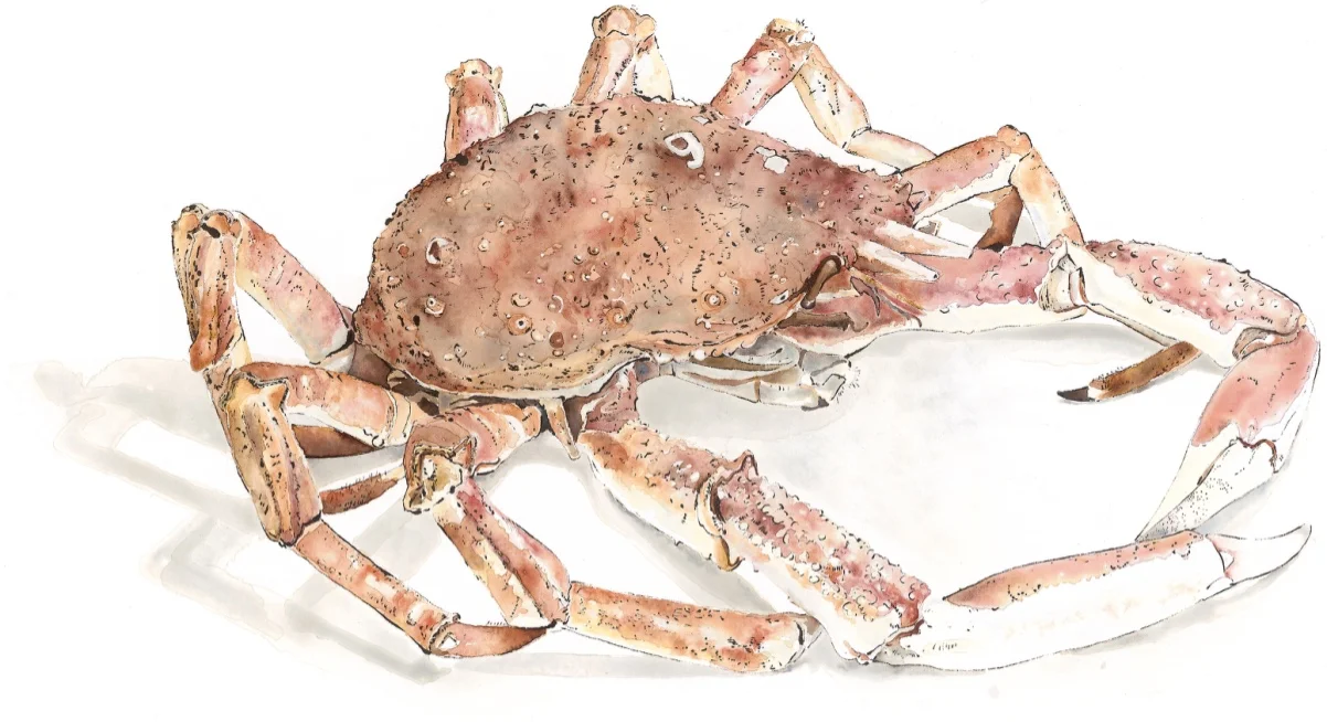 Spider Crab No.9