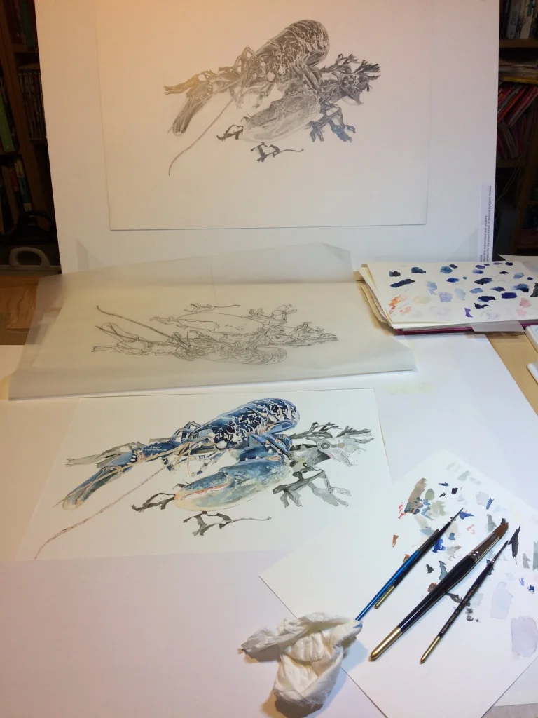Watercolour painting of a Native Lobster in Progress