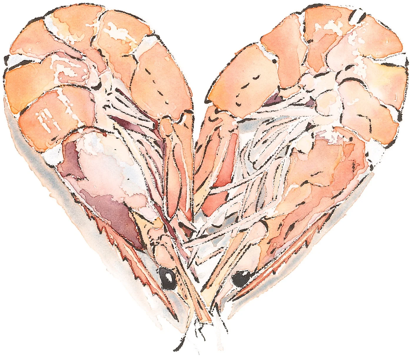 Prawn Heart - Watercolour & Blotted Line