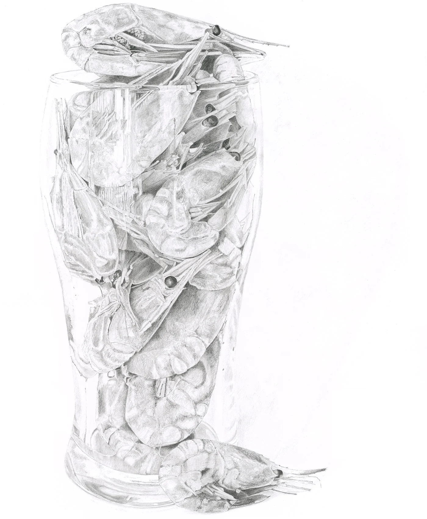 Pint of Prawns - Pencil Drawing by Lucy Clayton