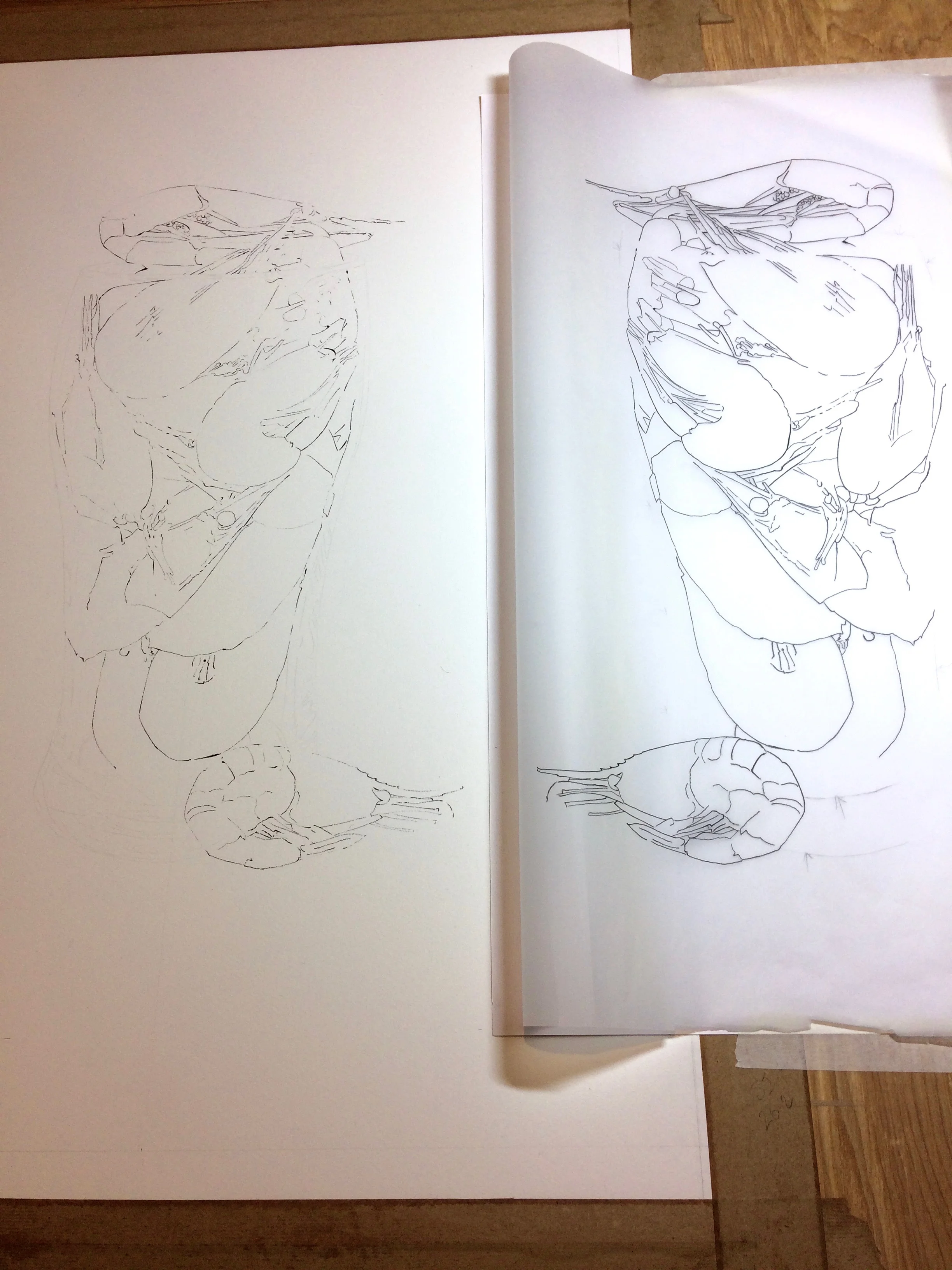 Blotted Line - work in progress