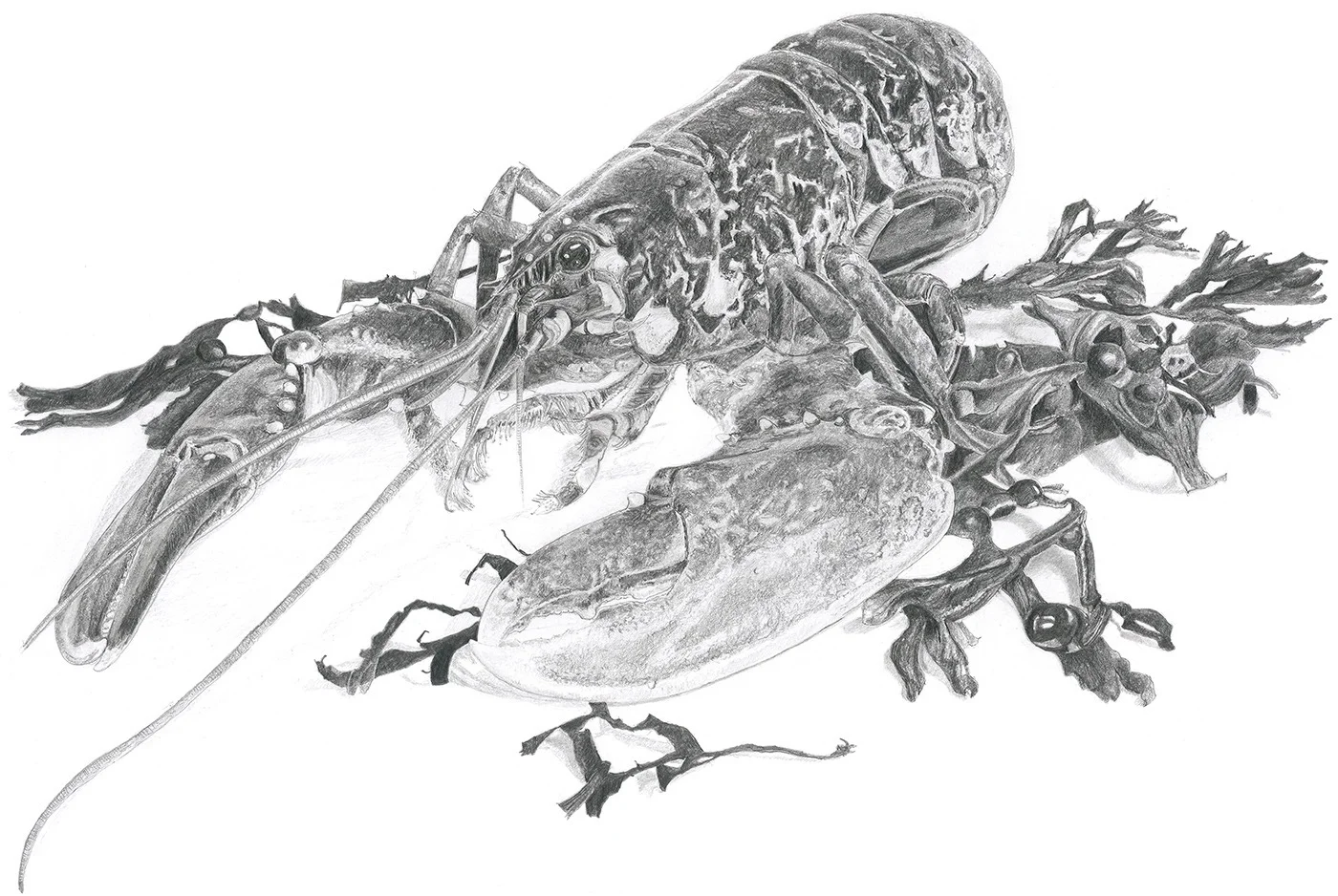 Native Lobster in Pencil